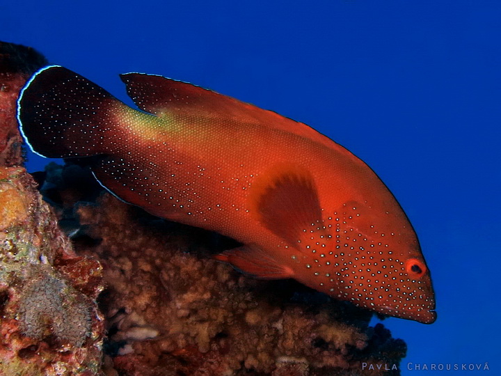 Cephalopholis hemistiktos - Kanic poloskvrnný