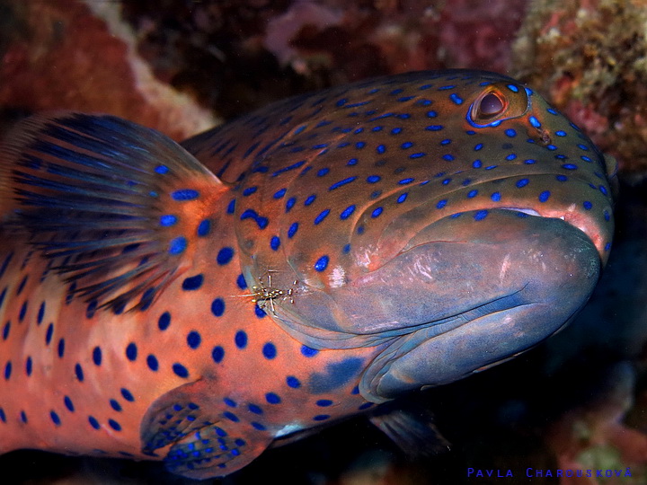 Plectropomus pessuliferus marisrubri - Kanic rudomořský