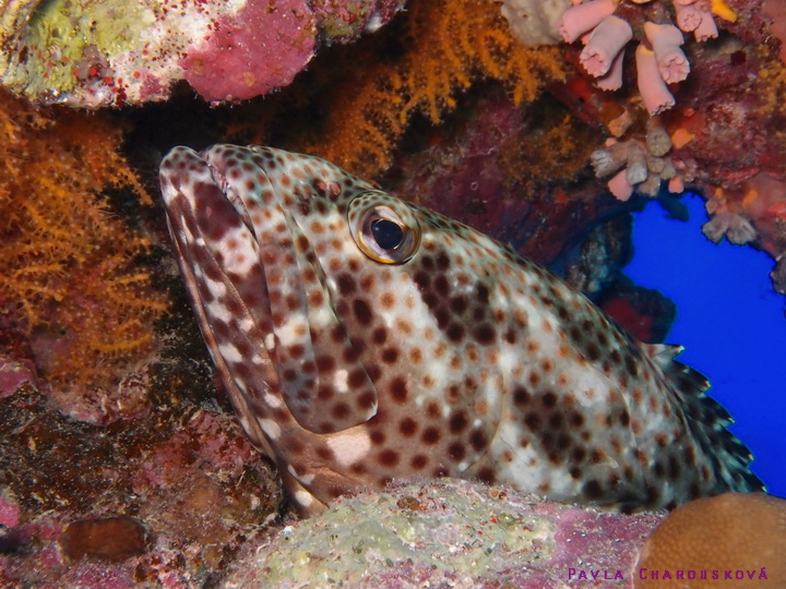 Epinephelus tauvina - Kanic tauvina