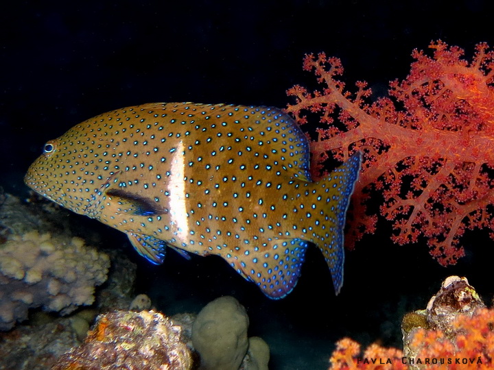 Cephalopholis argus - Kanic tmavý