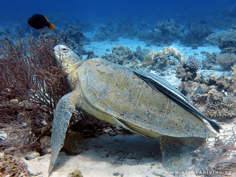 Chelonia mydas - Kareta obrovská