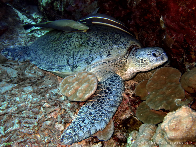 Chelonia mydas - Kareta obrovská