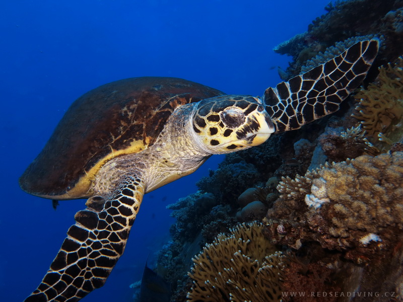 Eretmochelys imbricata - Kareta pravá