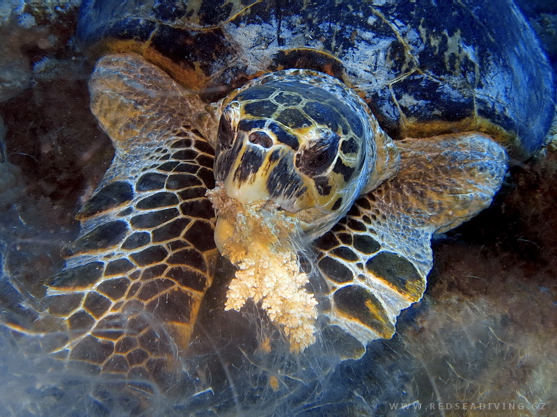 Eretmochelys imbricata - Kareta pravá