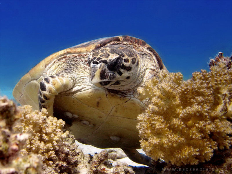 Eretmochelys imbricata - Kareta pravá