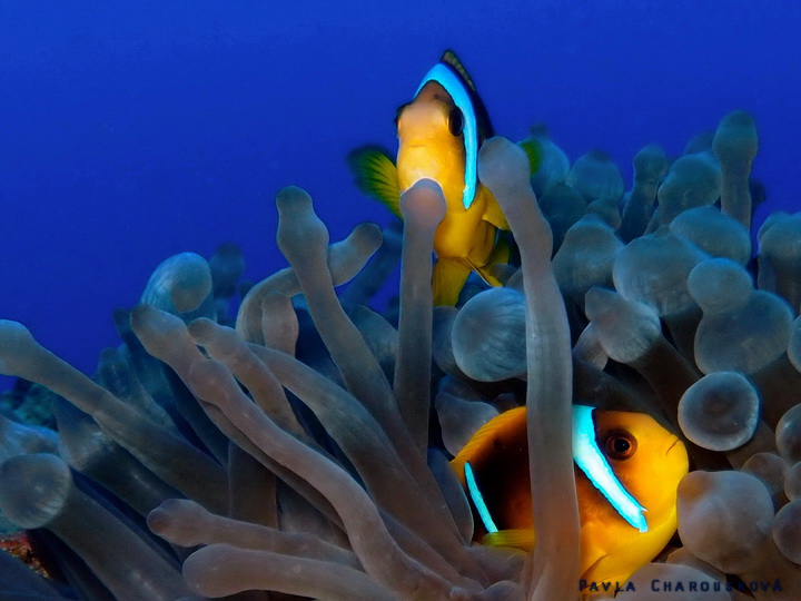 Amphiprion bicinctus - Klaun dvoupruhý - pár