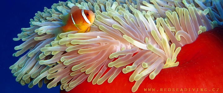 Klaun dvoupruhý - Amphiprion bicinctus