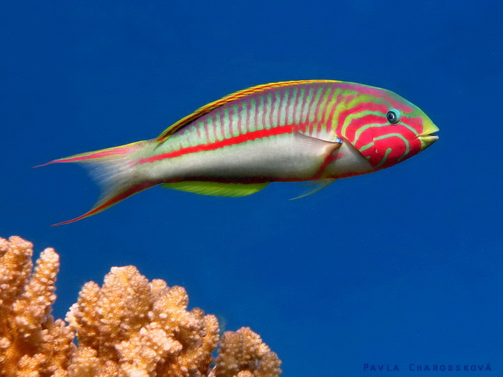 Thalassoma Klunzingeri - Kněžík Klunzingerův