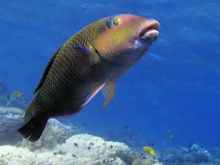 Hemigymnus melapterus - Kněžík tlustopyský - samec