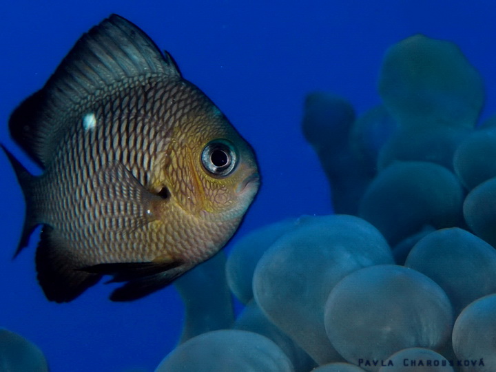 Dascyllus trimaculatus - Komorník třískvrnný