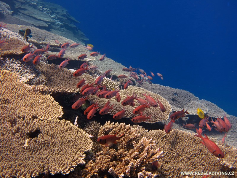Stolové korály větevníci Acropora