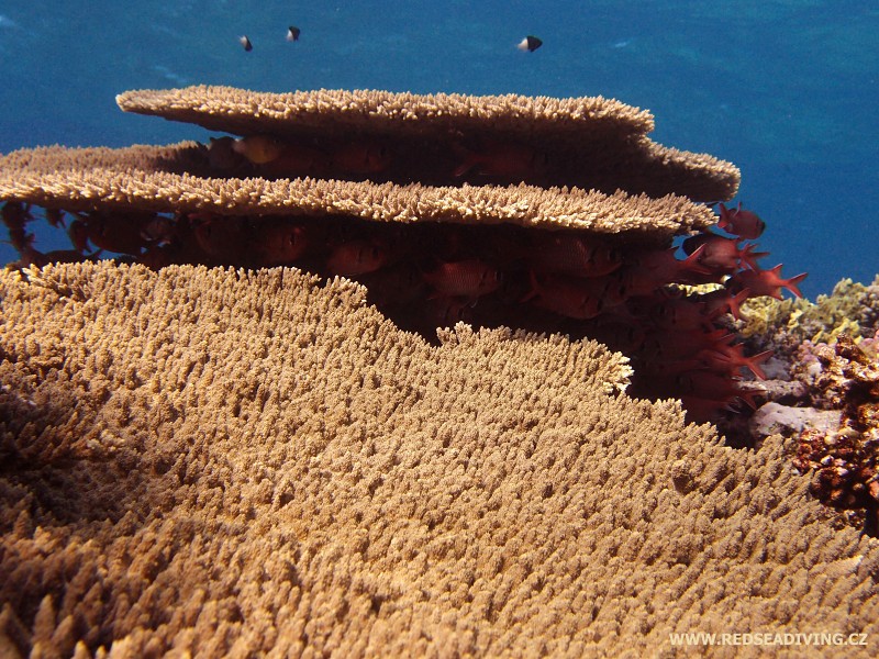 Acropora cytherea - větevník deskový