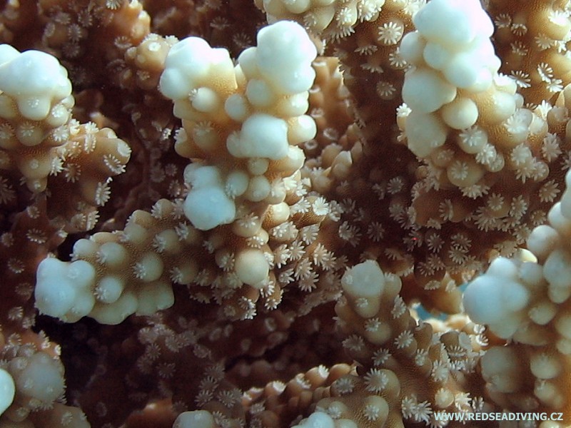 Detail větevníku Acropora