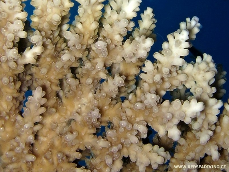 Detail větevníku Acropora