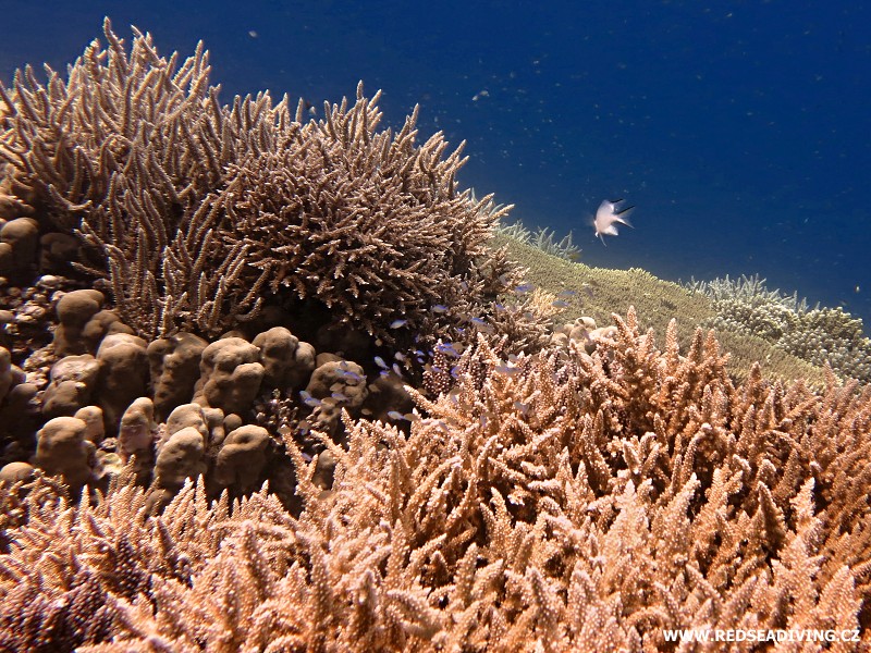 Acropora hemprichii - větevník Hemprichův