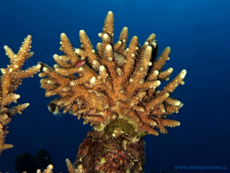 Acropora humilis - větevník nízký