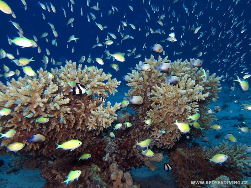 Větevník Acropora lamarcki