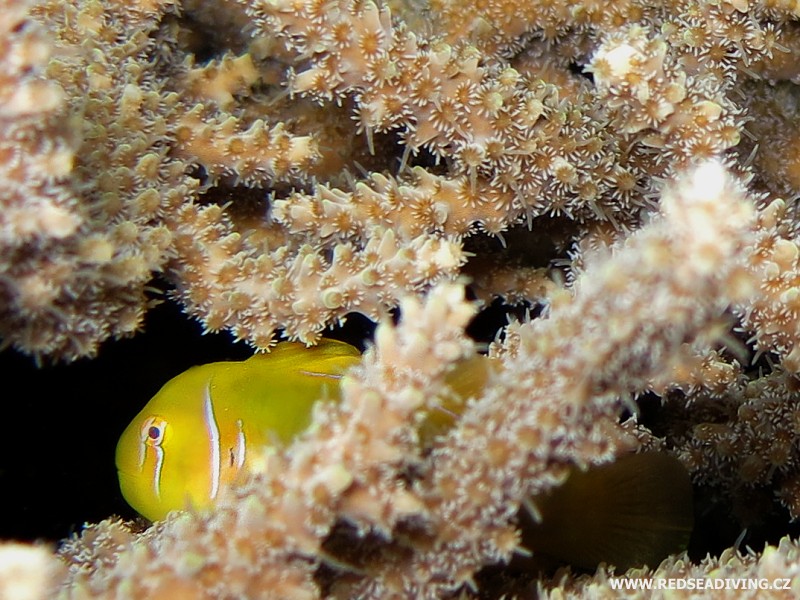 Větevník Acropora a hlaváč citrónový v noci