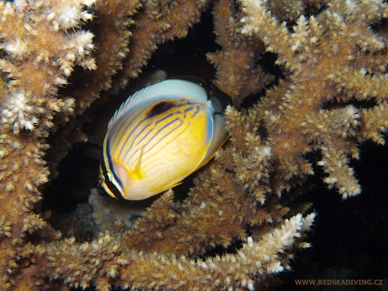 Větevník Acropora a klipka žebrovaná v noci