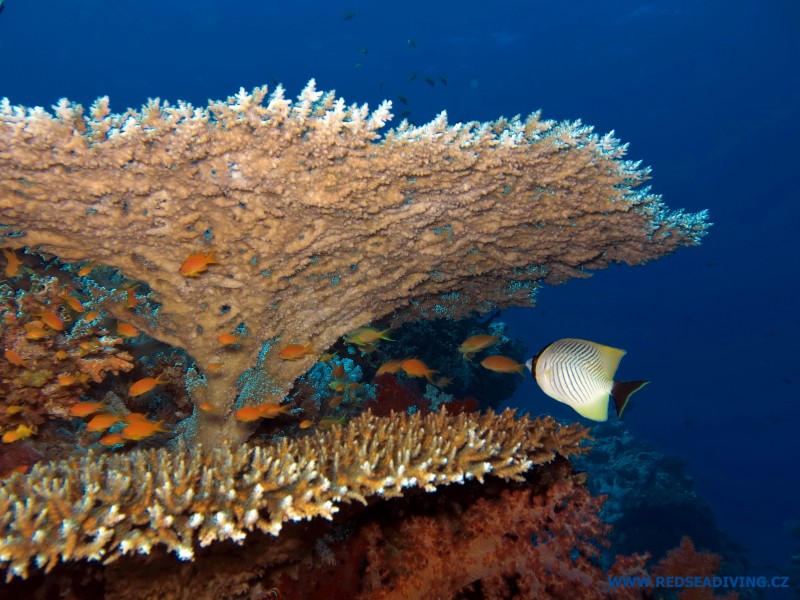 Větevník Acropora parapharaonis