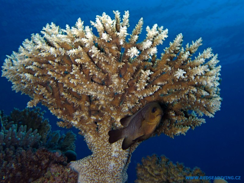 Acropora pharaonis - větevník faraonův