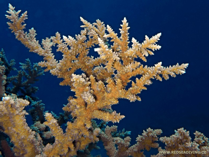 Acropora pharaonis - větevník faraonův