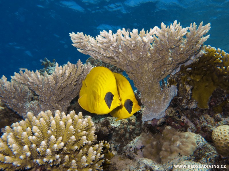 Větevníci Acropora a klipky pološkraboškové