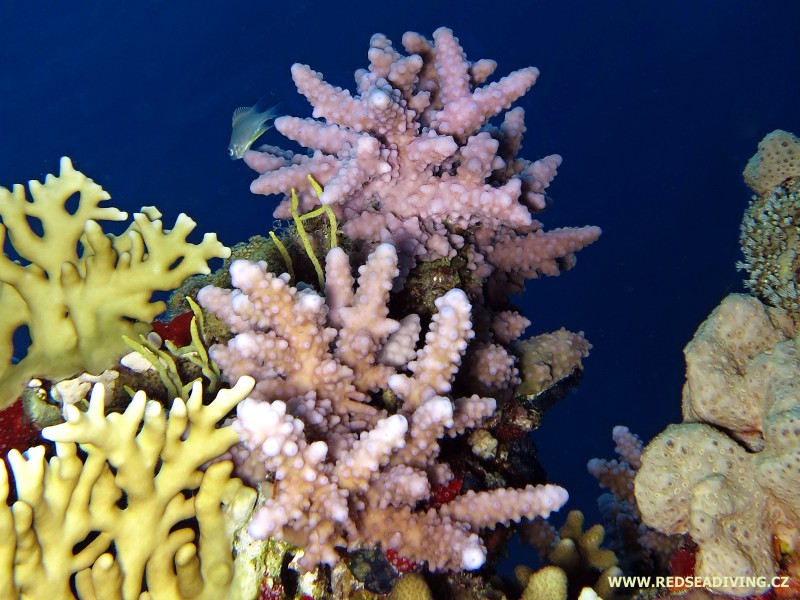 Acropora samoensis - větevník samojský