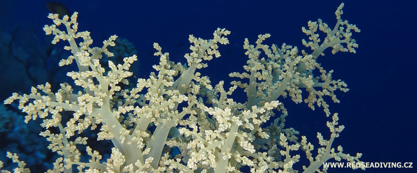 Brokolicové koráli, laločníci