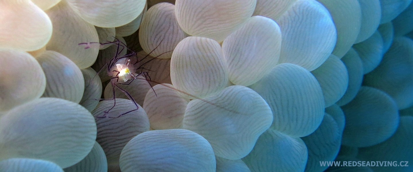 Bublinkový korál