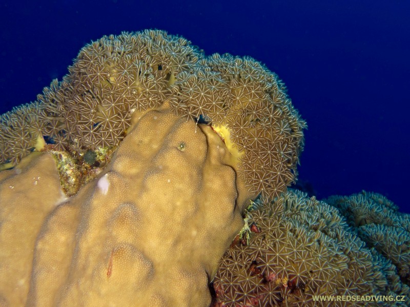 Laločník Heteroxenia fuscescens