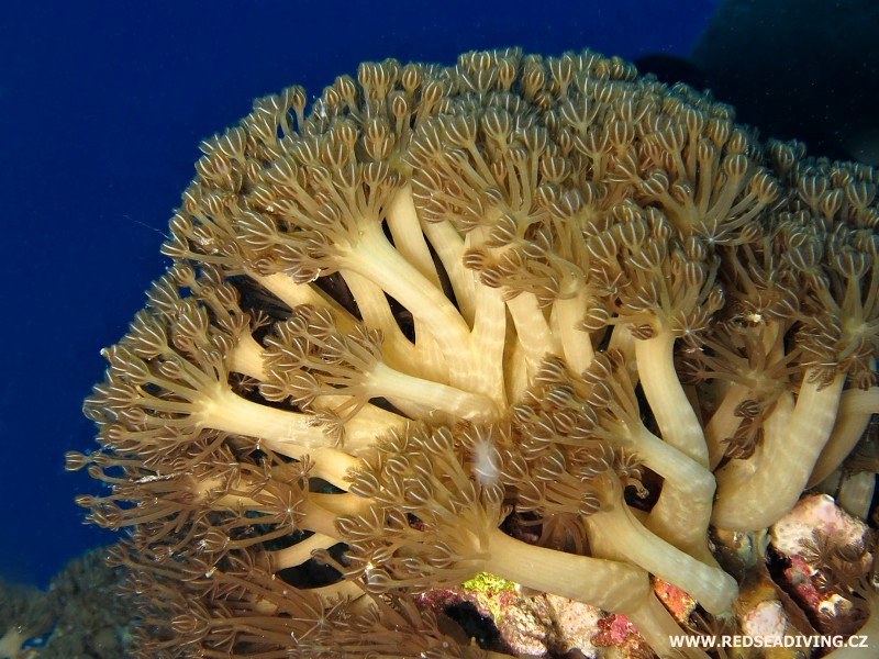 Laločník Heteroxenia fuscescens