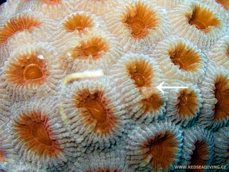 Vnitřní pučení u korálu Favia