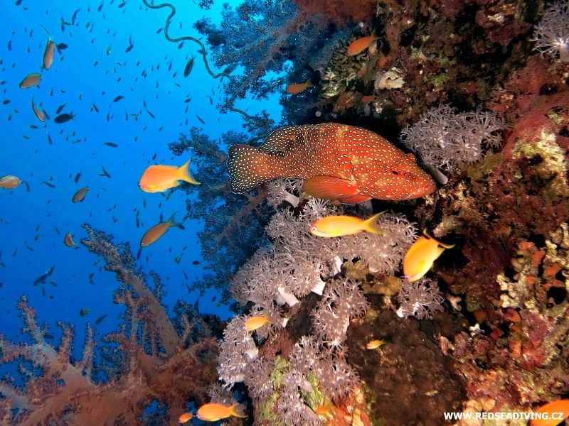 Korálová věž na Carless Reef, Rudé moře