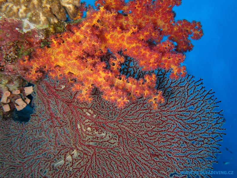 Koráli na Sakhwa Abu Galawa, Rudé moře