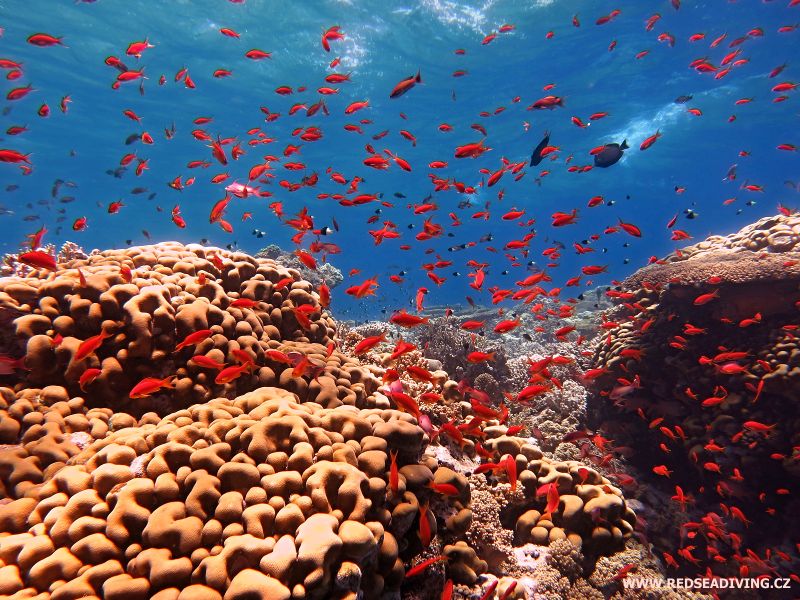 Korálový útes Carless Reef, Rudé moře