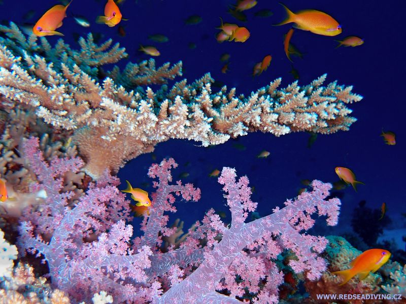 Korálový útes Shaab Pinky, Egypt