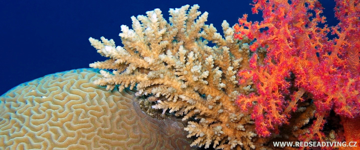 Tvrdé a měkké koráli