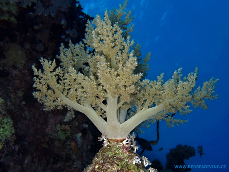 Laločník Litophyton arboreum