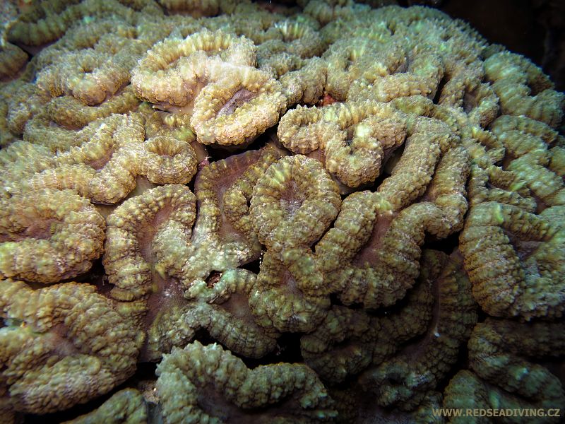 Rifovník (Lobophyllia sp.)