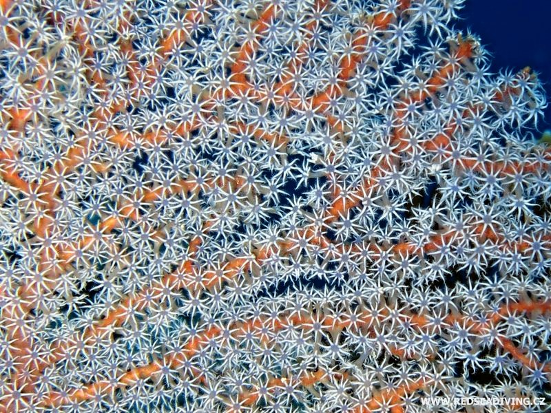 Detail osmičetného měkkého korálu rohovitky Melithaea