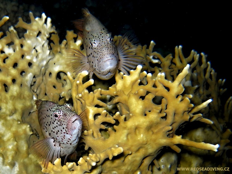 Millepora dichotoma - žahavka rozvětvená