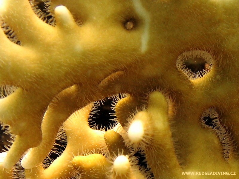 Millepora dichotoma - žahavka rozvětvená