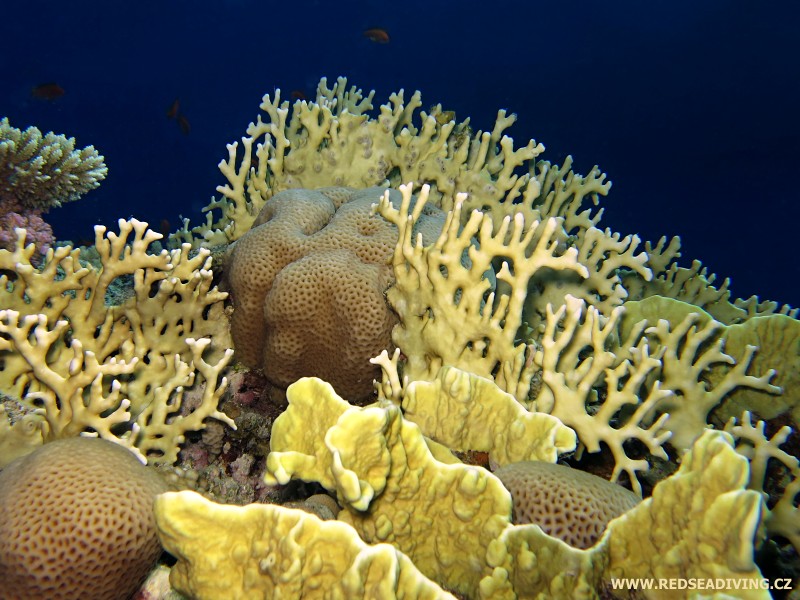 Millepora dichotoma a platyphylla - žahavka rozvětvená a lupenitá