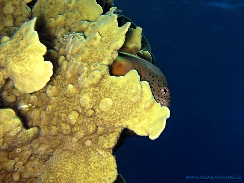 Millepora platyphylla - žahavka lupenitá