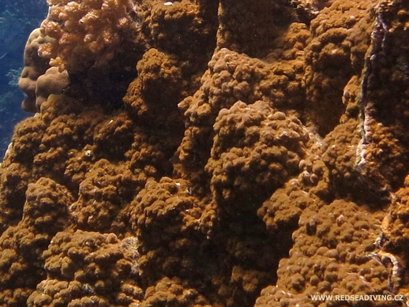 Montipora stilosa