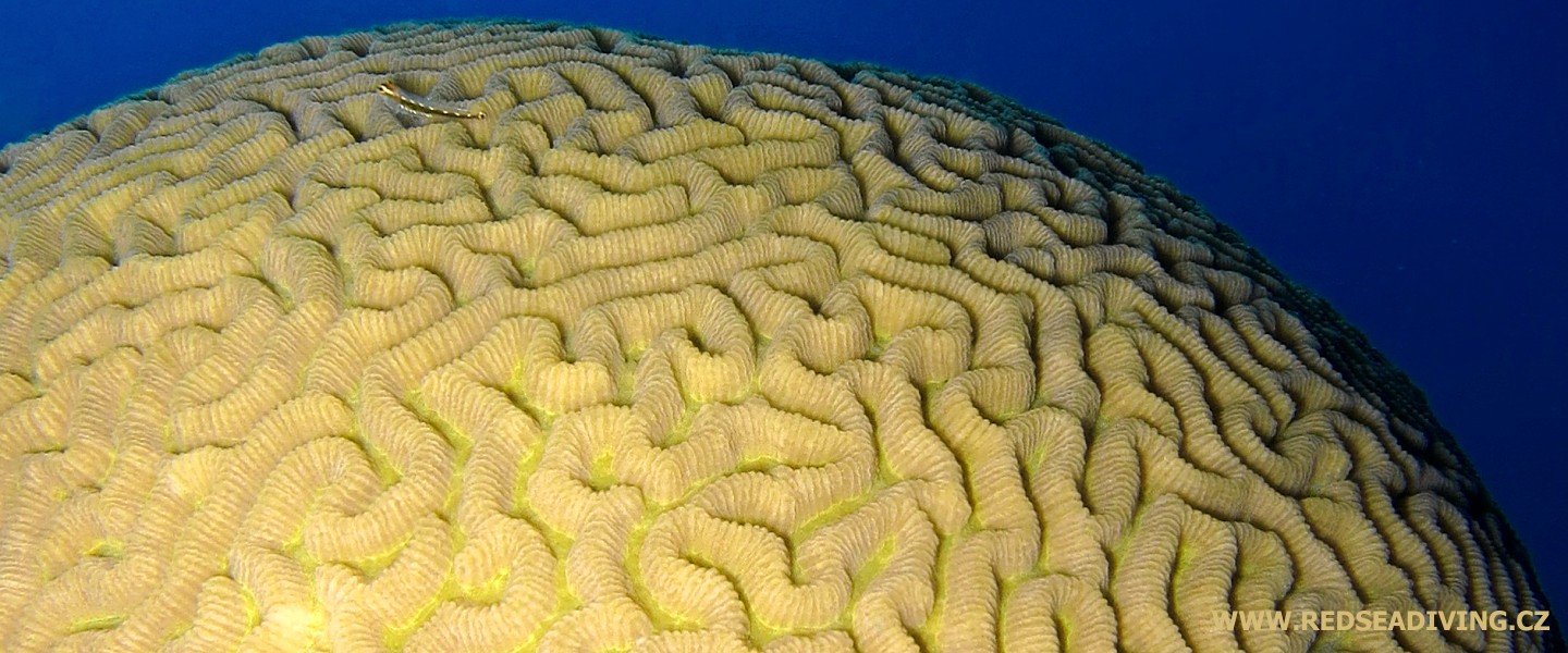 Mozkové koráli, útesovníky a rifovníky