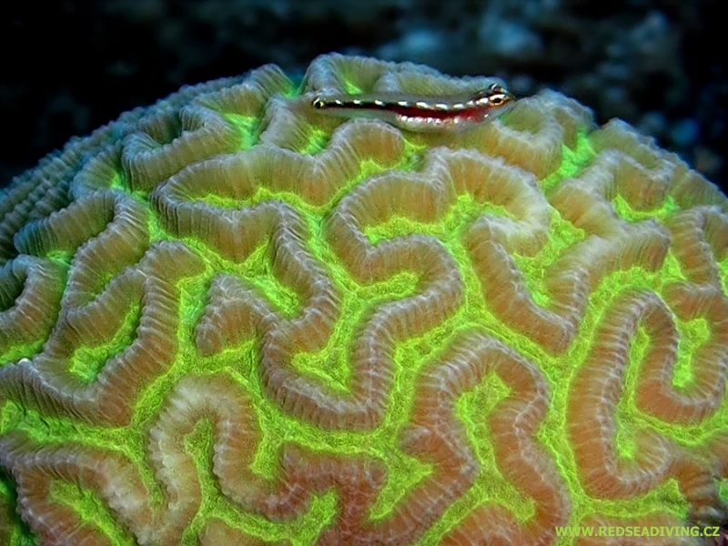 Útesovník (Platygyra) s fluorescenčním pigmentem