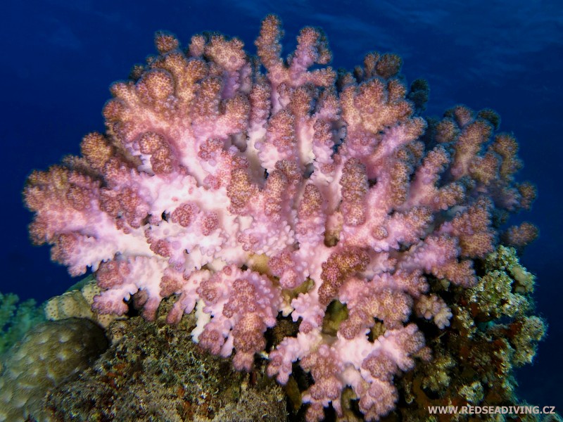 Pocillopora damicornis - pórovník členitý