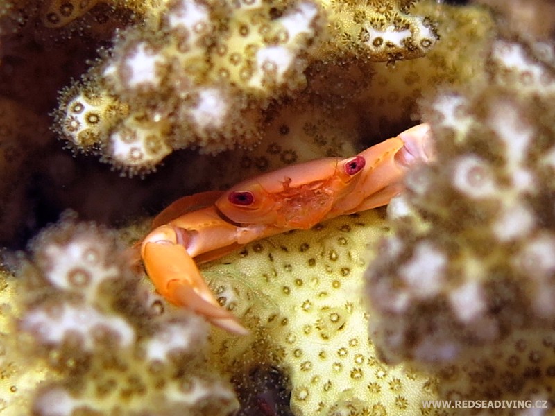 Pórovník Pocillophora a krab hnědý